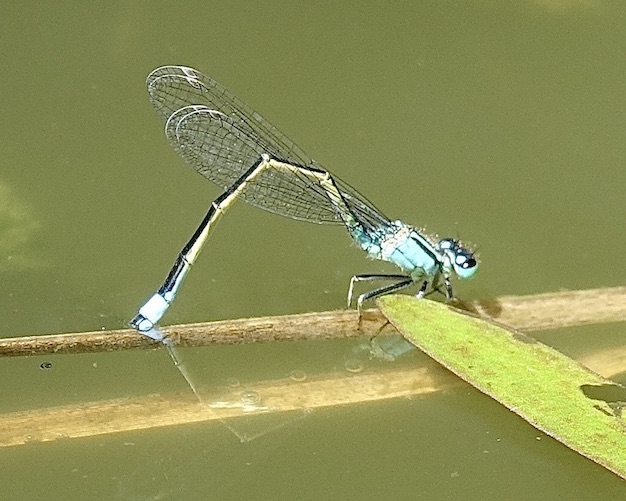 blue-tailed damselfly